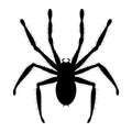 tarantula spider, vector