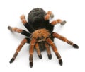Tarantula spider, Brachypelma Boehmei Royalty Free Stock Photo