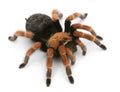 Tarantula spider, Brachypelma Boehmei Royalty Free Stock Photo