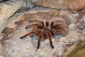 Tarantula Royalty Free Stock Photo