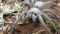 Tarantula. Spider tarantula. Close up female of spider tarantula in the wild nature. Largest spider: giant huntsman spider. Arthro