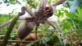 Tarantula. Spider tarantula. Close up female of spider tarantula in the wild nature. Largest spider: giant huntsman spider. Arthro