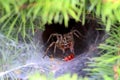 Tarantula Royalty Free Stock Photo