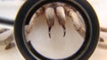 Tarantula , Spider. Tarantula fangs Close up female of Spider Tarantula in threatening position. Largest spider in terms of leg-sp