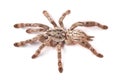 Tarantula spider, female Heteroscodra maculata Royalty Free Stock Photo