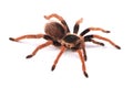 Tarantula spider, female Megaphobema robustum Royalty Free Stock Photo