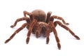 Tarantula spider, female Theraphosa blondi Royalty Free Stock Photo