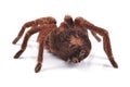 Tarantula spider, female Theraphosa blondi, shot from behind