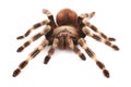 Tarantula spider, female Vitalius paranaensis Royalty Free Stock Photo