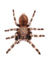 Tarantula spider, female Vitalius paranaensis Royalty Free Stock Photo