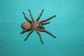 Tarantula , spider on green background wild tarantula close up female of Spider females can live up to 25 years tarantula fangs,