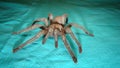 Tarantula , spider on green background wild tarantula close up female of Spider females can live up to 25 years tarantula fangs,