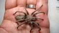 Tarantula , Spider. Tarantula on the hand. Close Up female of Spider. Tarantula - Largest spider in terms of leg-span is the giant