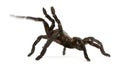 Tarantula spider, Haplopelma Minax
