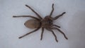 Tarantula , Spider. Tarantula isolated on white background. Close Up male of Spider Tarantula. View from above. Largest spider in