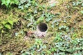 Tarantula spider nest Royalty Free Stock Photo