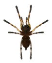 Tarantula spider, Poecilotheria Fasciata