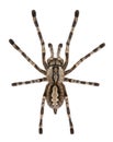 Tarantula spider, Poecilotheria Fasciata