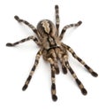 Tarantula spider, Poecilotheria Fasciata