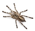 Tarantula spider, Poecilotheria Fasciata