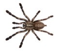 Tarantula spider, Poecilotheria Metallica