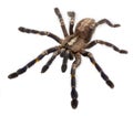 Tarantula spider, Poecilotheria Metallica Royalty Free Stock Photo