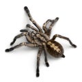 Tarantula spider, Poecilotheria Metallica Royalty Free Stock Photo