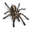 Tarantula spider, Poecilotheria Metallica Royalty Free Stock Photo