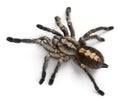 Tarantula spider, Poecilotheria Metallica Royalty Free Stock Photo