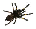 Tarantula spider, Poecilotheria Metallica