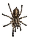 Tarantula spider, Poecilotheria Metallica