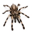 Tarantula spider, Poecilotheria Miranda Royalty Free Stock Photo