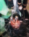 Tarantula spider rearing and showing fangs Royalty Free Stock Photo