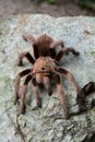 An itsy bitsy tarantula spider on a rock. Royalty Free Stock Photo