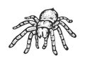 Tarantula spider sketch engraving vector