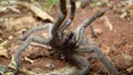 Tarantula. Spider tarantula. Close up female of spider tarantula in the wild nature. Largest spider: giant huntsman spider. Arthro