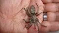 Tarantula , Spider. Tarantula on the hand. Close Up female of Spider. Tarantula - Largest spider in terms of leg-span is the giant