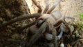 Tarantula. Spider Tarantula. Tarantula catches & eats a gecko predator killing prey, deadly fangs bite in lizard. gecko; It`s also Royalty Free Stock Photo