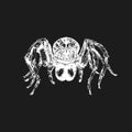 Tarantula spider, vintage drawn sketch in vector. Royalty Free Stock Photo