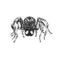 Tarantula spider, sketch in vector. Tattoo design. Royalty Free Stock Photo