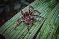 A Tarantula spider walks across a palm leaf in the Amazon rainforest Royalty Free Stock Photo