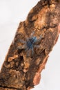 Tarantula spider, a young individual Caribena Versicolor ex Avicularia.