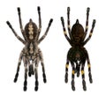 Tarantula spiders, Poecilotheria Metallica Royalty Free Stock Photo