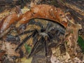 Tarantula Theraphosa Blondi in the rainforest of Suriname