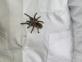 Tarantula spider on display Royalty Free Stock Photo