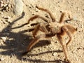 Tarantula in vineyard