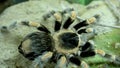 Tarantula In The Vivarium