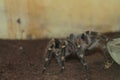 A tarantula walking on the ground