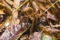 A tarantula walking on leaves