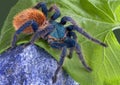 Tarantula walking over rock Royalty Free Stock Photo